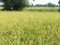 Yellowing rice in the rice fields