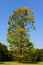 Yellowing trees in Victory Park in late summer. Moscow, Russia