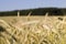 yellowing wheat in summer