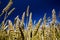 yellowing wheat in summer