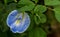 Yellowish Blue Clitoria ternatea flower in close up