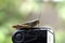 Yellowish-brown wooded locusts perched on top of the flas