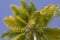 Yellowish Coconut Palm leaves