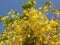 Yellowish Flowers Tree