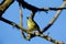 Yellowish Flycatcher  841528