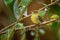 Yellowish Flycatcher - Empidonax flavescens - small passerine bird in the tyrant flycatcher family. It breeds in highlands from