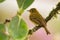 Yellowish Flycatcher - Empidonax flavescens - small passerine bird in the tyrant flycatcher family. It breeds in highlands from