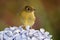 Yellowish Flycatcher - Empidonax flavescens - small passerine bird in the tyrant flycatcher family. It breeds in highlands from