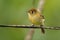 Yellowish Flycatcher - Empidonax flavescens - small passerine bird in the tyrant flycatcher family. It breeds in highlands from