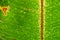 Yellowish-green leaf texture of Platanillo (Heliconia rostrata)