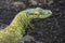 Yellowish Green Young Komodo Dragon