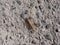 Yellowish-grey hundred-legged house centipede close up top view