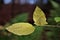 Yellowish leaves in forest