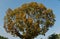 Yellowish leaves of a tree in the autumn season