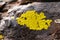 Yellowish lichens growing on light gray rock