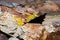 Yellowish lichens growing on light gray rock