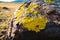 Yellowish lichens growing on light gray rock