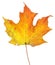 Yellowish Maple Leaf