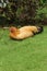 a yellowish native chicken & x28;Gallus domesticus& x29; is sleeping on the garden grass