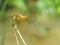 yellowish orange dragonfly resting on a dried stem waiting for hunting