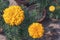 Yellowish orange marigold flowers in a home garden.