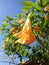 yellowish- orange trumpet flower from a dr suess tree plant