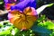 Yellowish pansy with purple petals in morning sunlight