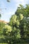 Yellowish pink feathery plumes of smoketree in June