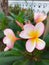 Yellowish Pink frangipani