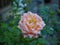 Yellowish pink rose flower with blur green leaves on background