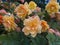 Yellowish pink rose flower at bush close up with blured flowers and green leaves on background