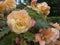 Yellowish pink rose flower at bush close view with blured flowers and green leaves on background