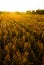 Yellowish ricefield