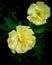 yellowish rose