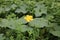 Yellowish small flower agricultural farm stock photo