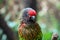 Yellowish streaked Lory