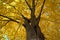 Yellowish tree top of beech during autumn