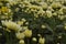 yellowish white chrysanthemum in the garden