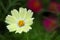 Yellowish white flower