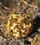 Yellowjacket bees feeding on wild pear fruit