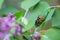 Yellowjacket on lilac leaf