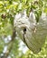 Yellowjacket Nest Up Close