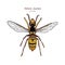 Yellowjacket is about a type of wasp. hand draw sketch vector