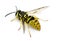 Yellowjacket Wasp