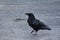 Yellowknife Raven Standing