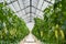 Yellowl peppers in a commercial greenhouse