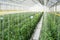 Yellowl peppers in a commercial greenhouse