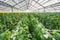 Yellowl peppers in a commercial greenhouse