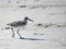 The Yellowleg quickly moves up the beach just outside of harms way