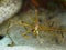 Yellowline arrow crab, Stenorhynchus seticornis. CuraÃ§ao, Lesser Antilles, Caribbean